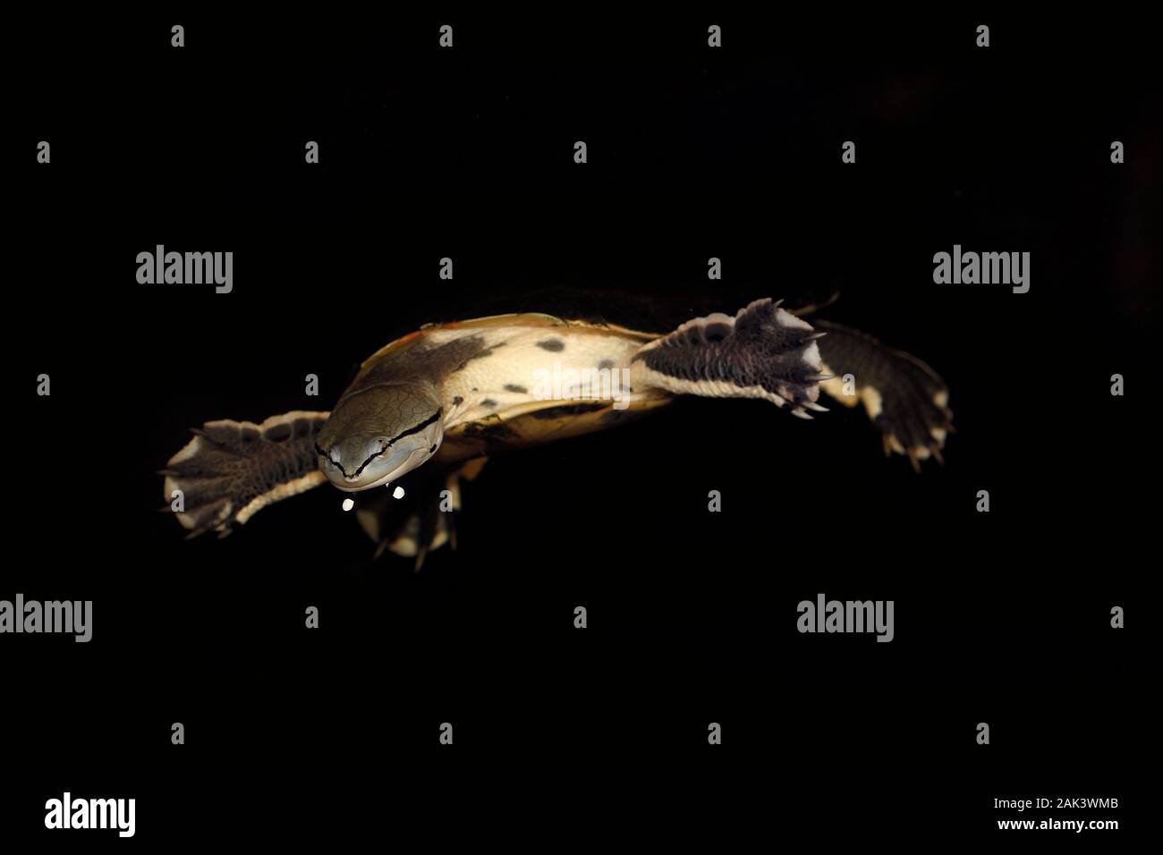 Hilaire's Sideneck Turtle, phrynops hilarii, Adult swimming Stock Photo