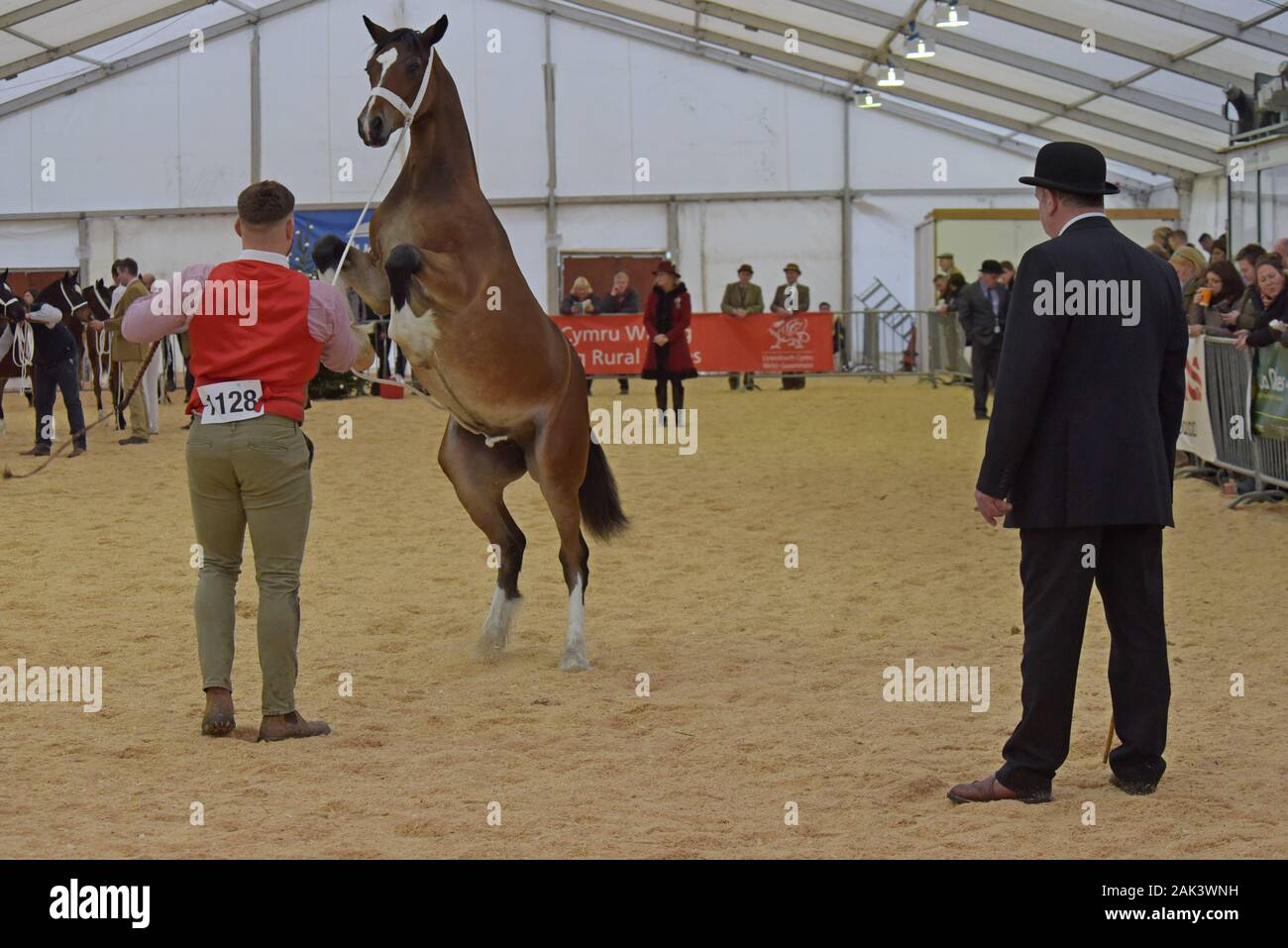 Welsh Cob horse rears up in the show ring whilst being judged at the Royal Welsh Winter show 2019 Stock Photo