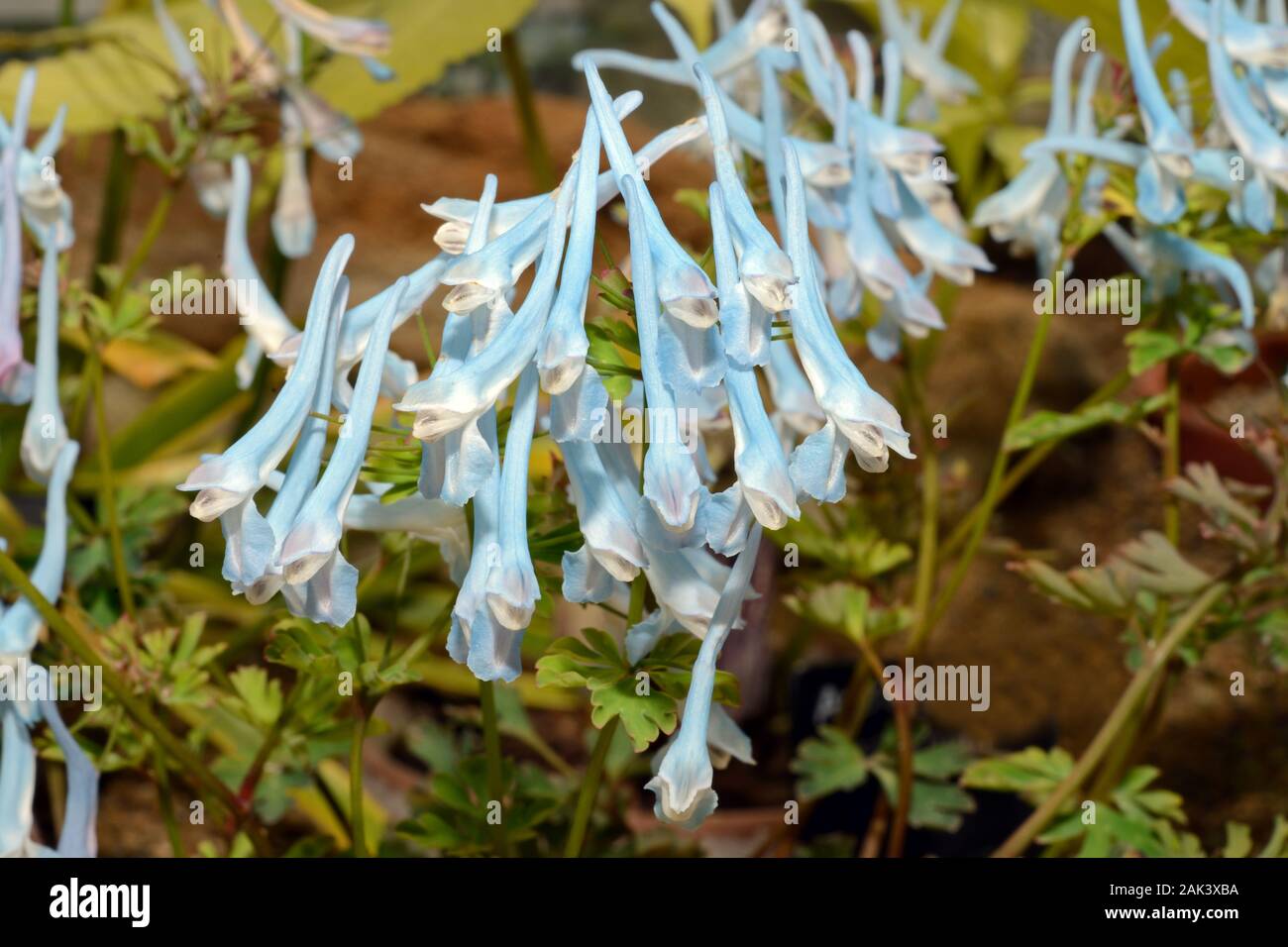 Corydalis curviflora is found in China among shrubs, grasslands and alpine meadows up to 3900 m. Stock Photo