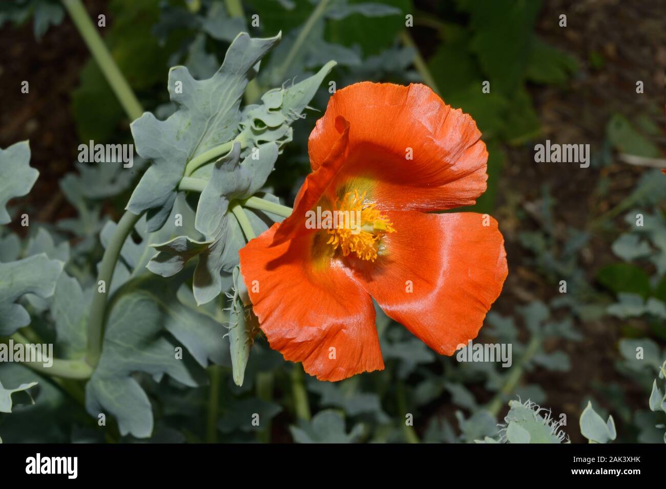 Glaucium flavum var. aurantiacum is an orange variety of the normally yellow horned poppy known as the orange horned poppy. Stock Photo