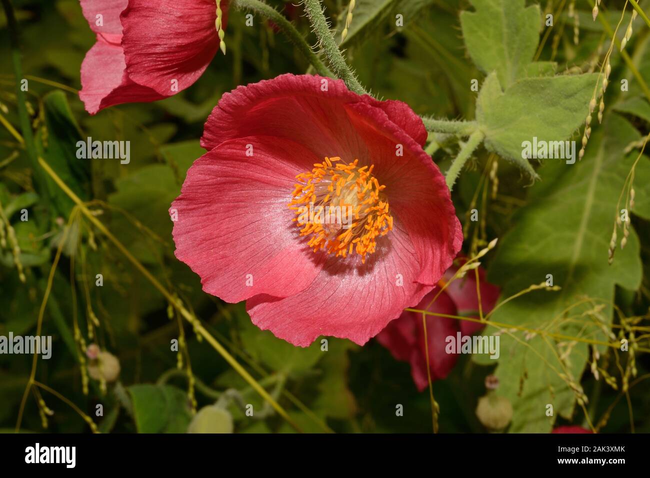 Meconopsis paniculata (golden Himalayan poppy) is a Himalayan plant found on grassy slopes and forest under-stories. Stock Photo