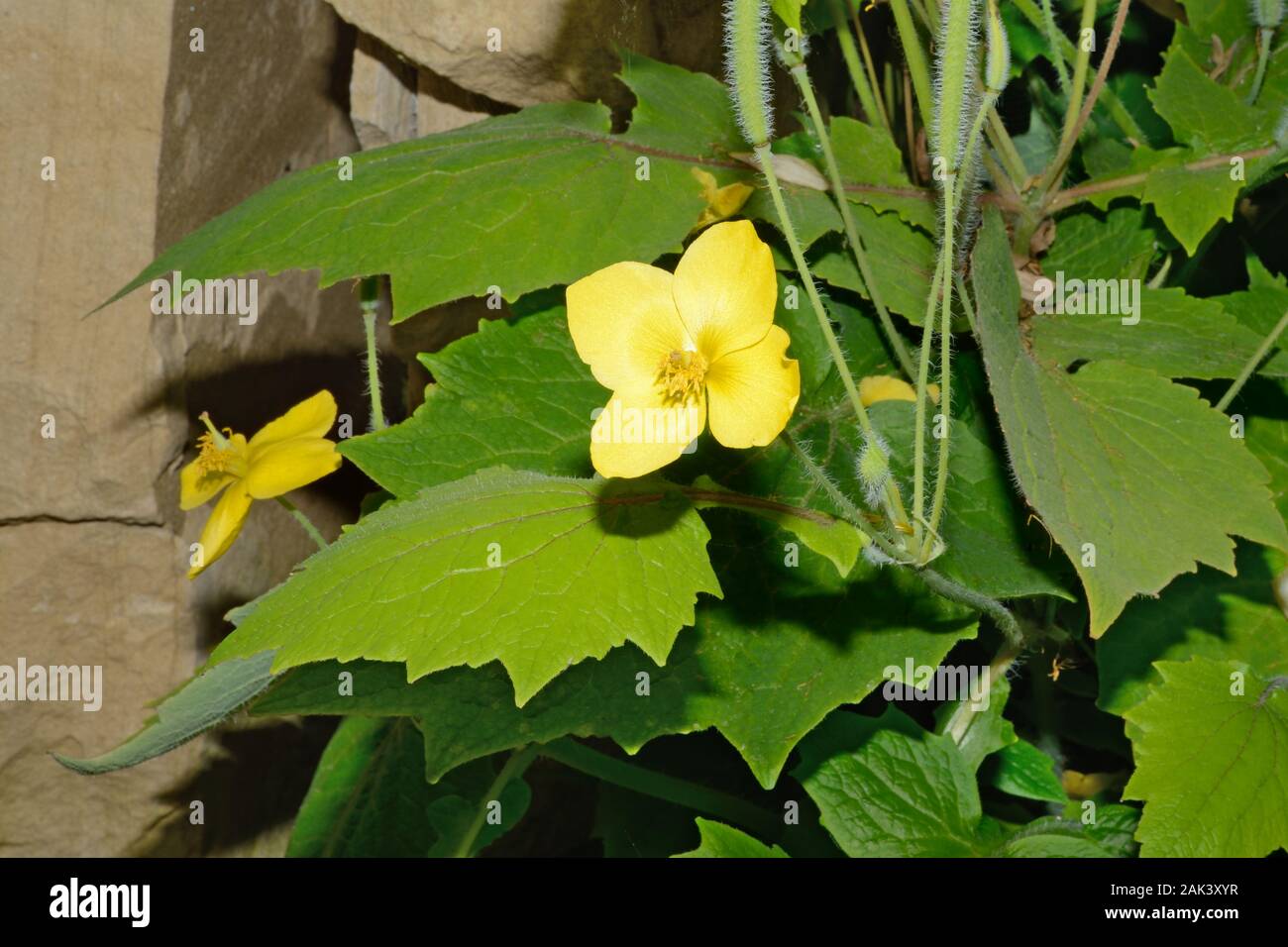 Stylophorum lasiocarpum (Chinese celandine poppy) is a woodland species native to central and eastern China. Stock Photo