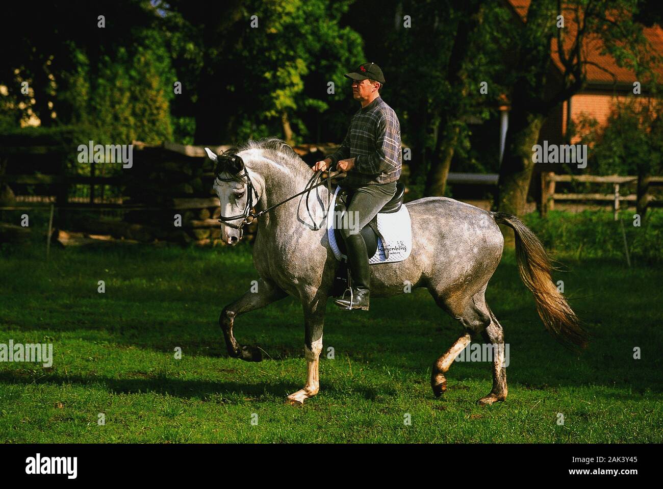 A rider on the horse court Maeyer in Alfhausen in the Osnabrück country, Germany, exercises one of the horses.  (undated picture) | usage worldwide Stock Photo
