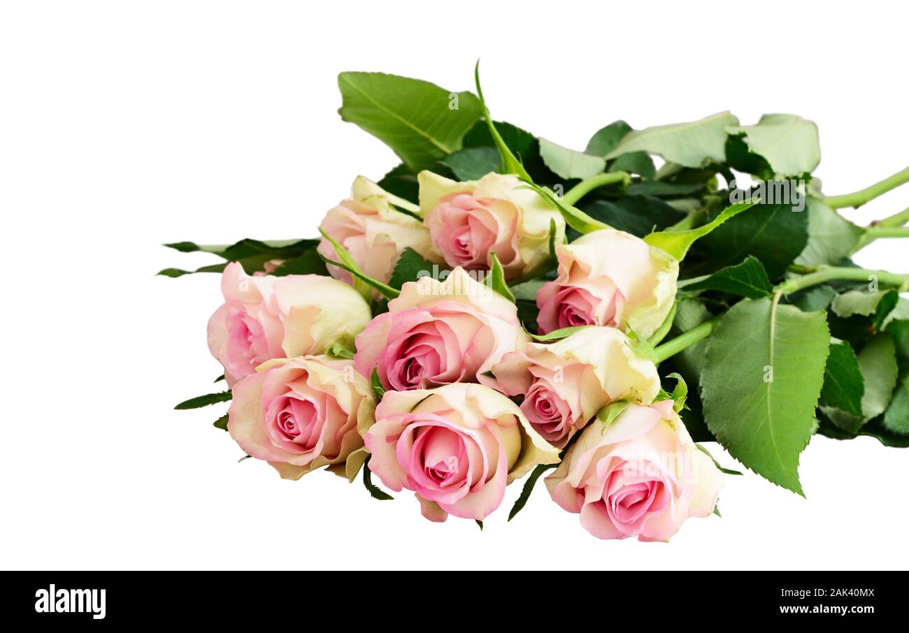 Fresh pink rose flowers bouquet isolated on white background Stock ...