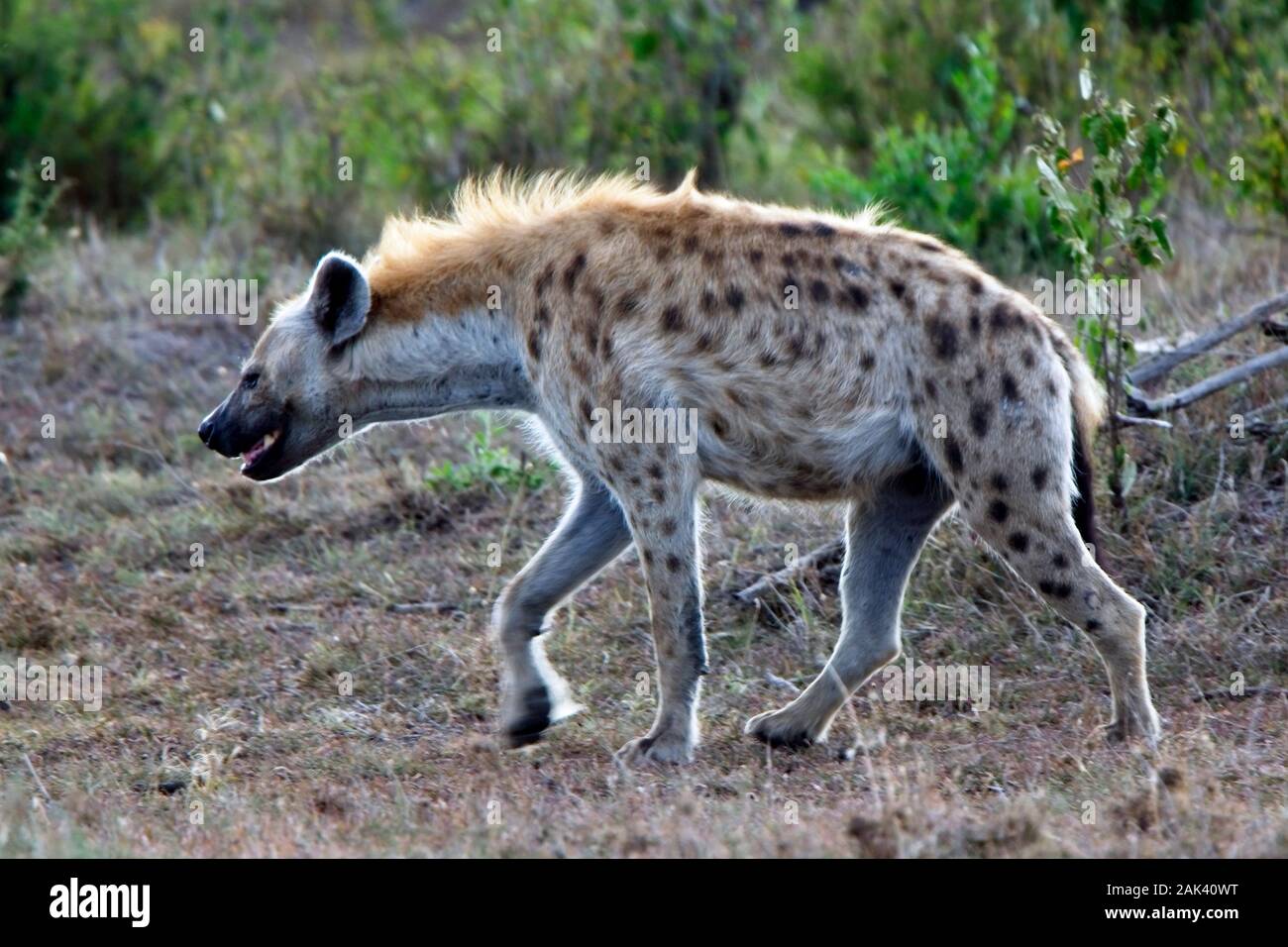 Spotted Hyena (Crocuta crocuta), prowling, Maasai Mara, Kenya Stock