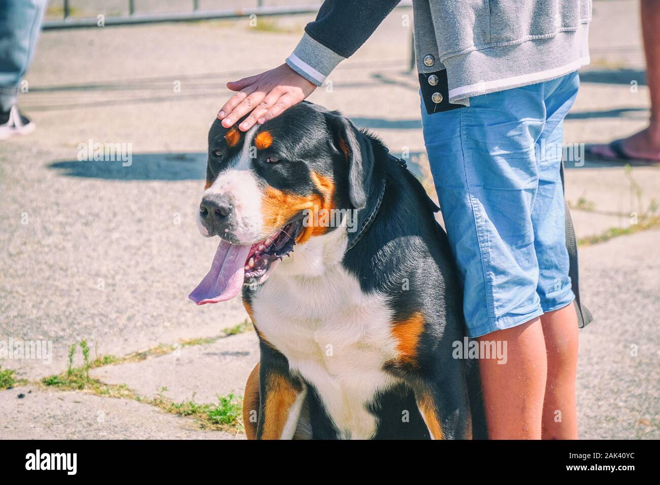 Black Dog White Chest High Resolution Stock Photography and Images Alamy