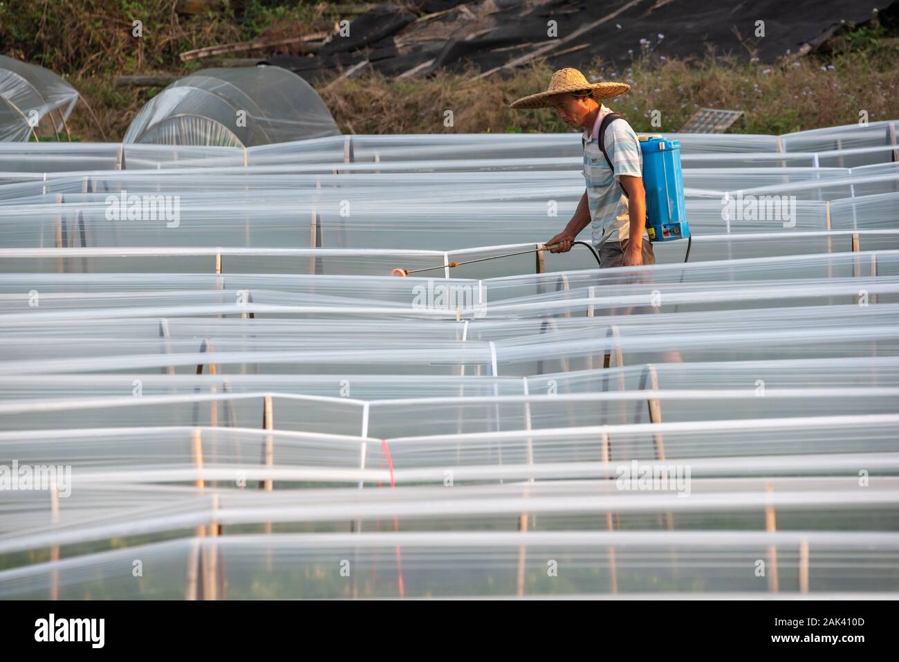 Yangshuo, Guilin, Guangxi province, China - Nov 10, 2019 : Chinese farmer spraying pesticides on plants in greenhouses Stock Photo