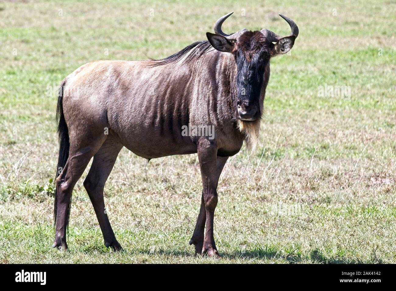 Brindled gnu hi-res stock photography and images - Alamy