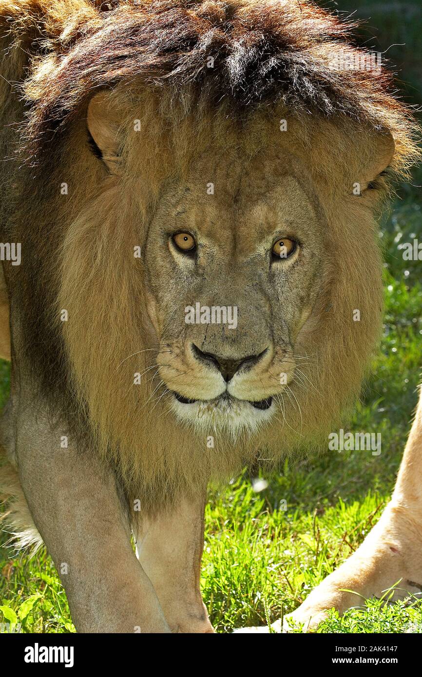AFRICAN LION panthera leo, PORTRAIT OF MALE Stock Photo - Alamy