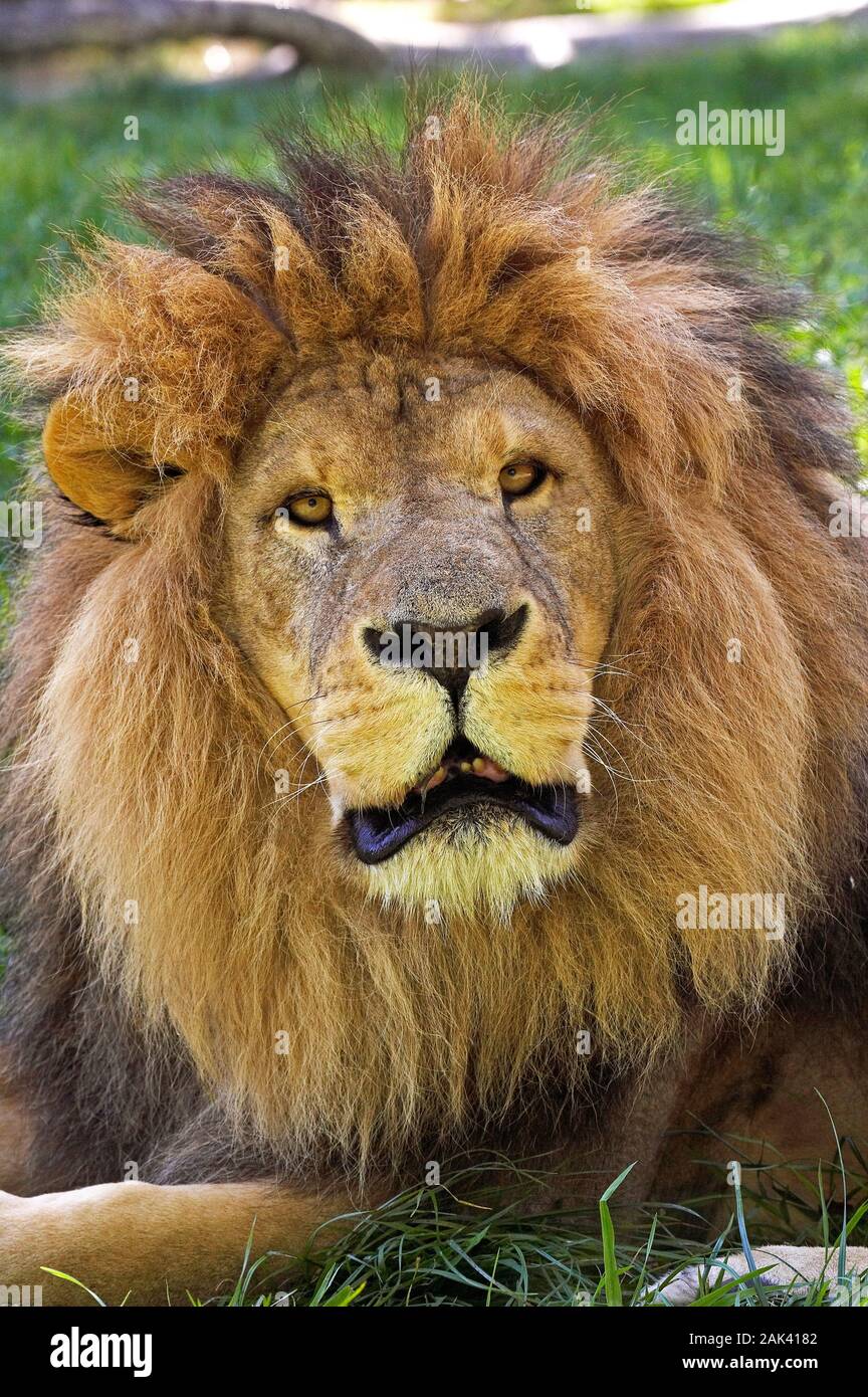 AFRICAN LION panthera leo, PORTRAIT OF MALE Stock Photo - Alamy