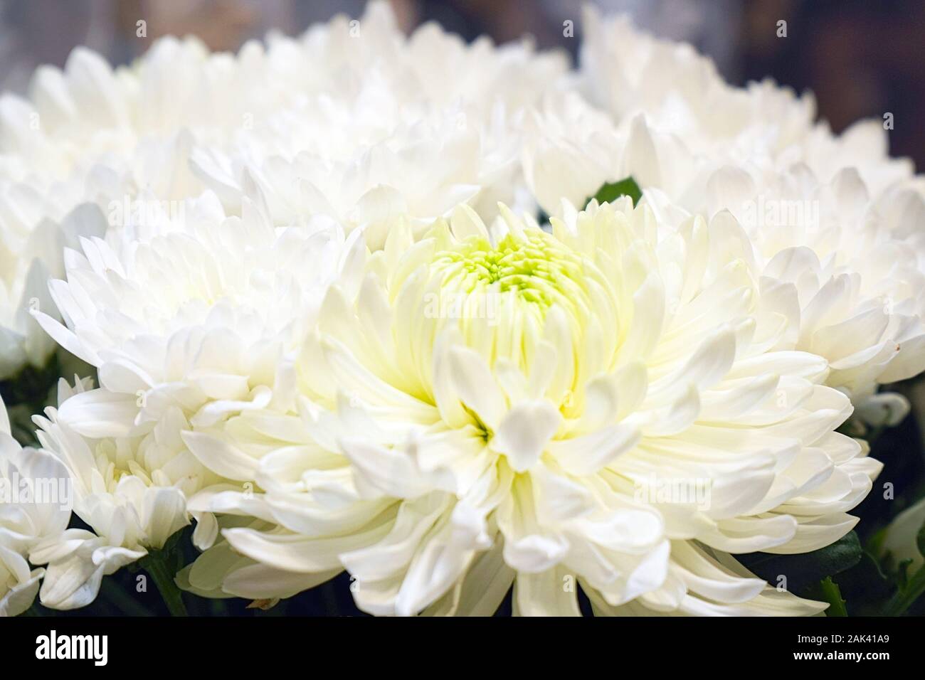 Flowers of white chrysanthemums close-up. Soft selective focus Stock Photo