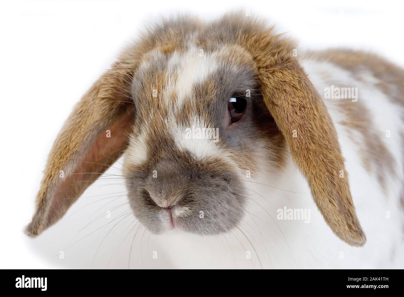TRICOLOR LOP-EARED RABBIT, ADULT AGAINST WHITE BACKGROUND Stock Photo ...
