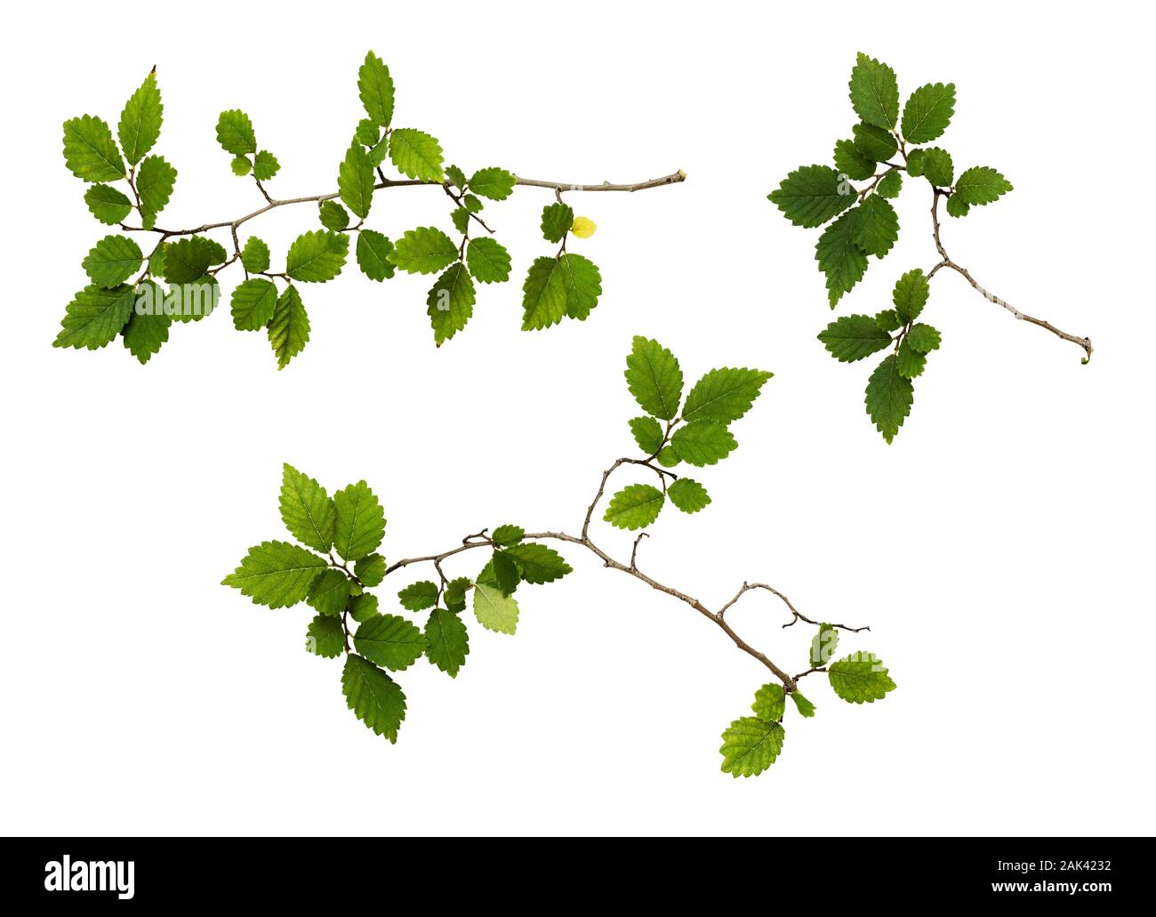 Set of branches with fresh green leaves isolated on white Stock Photo ...