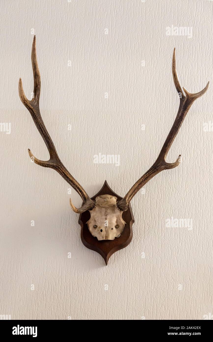 Stag skull with antlers hanging on a wall, hunting trophy Stock Photo