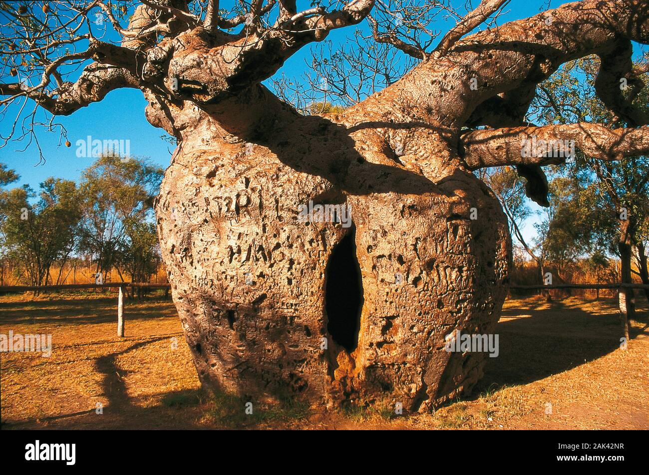 Baobab Tree bei Derby, Australien usage worldwide Stock Photo Alamy
