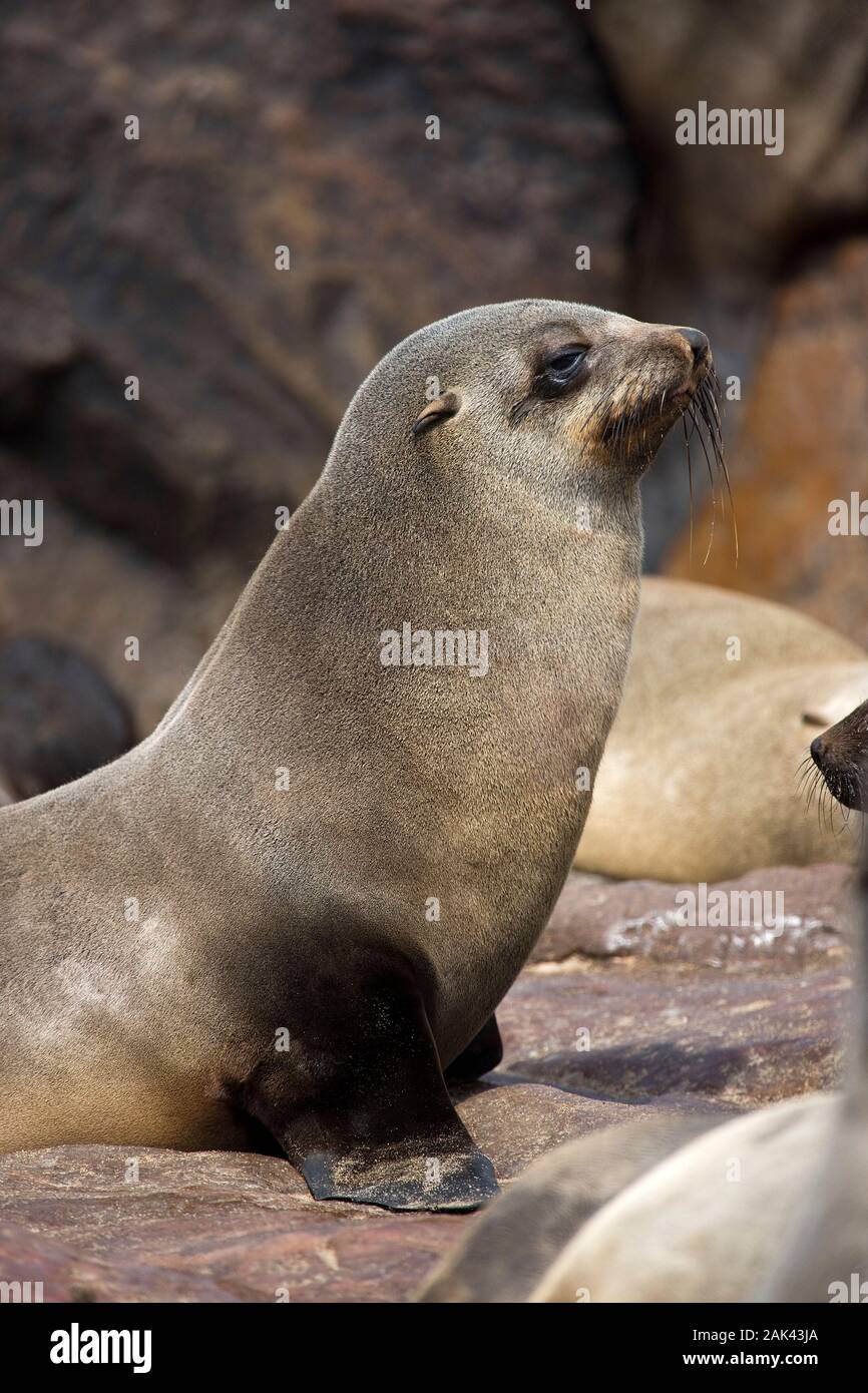 SOUTH AFRICAN FUR SEAL Arctocephalus Pusillus FEMALE CAPE CROSS IN south-african-fur-seal-arctocephalus-pusillus-female-cape-cross-in