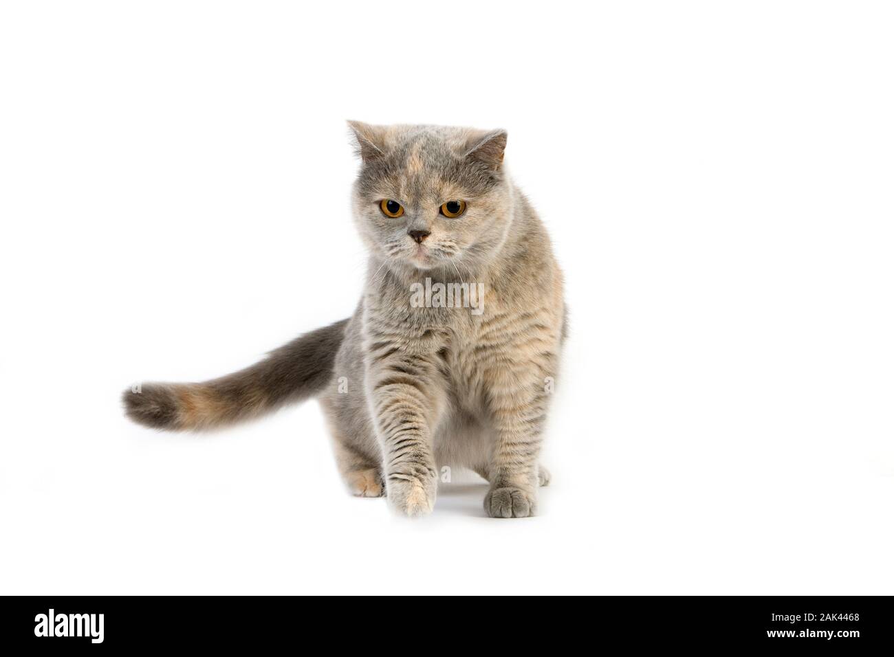 Blue Cream British Shorthair Cat Female Adult Against White