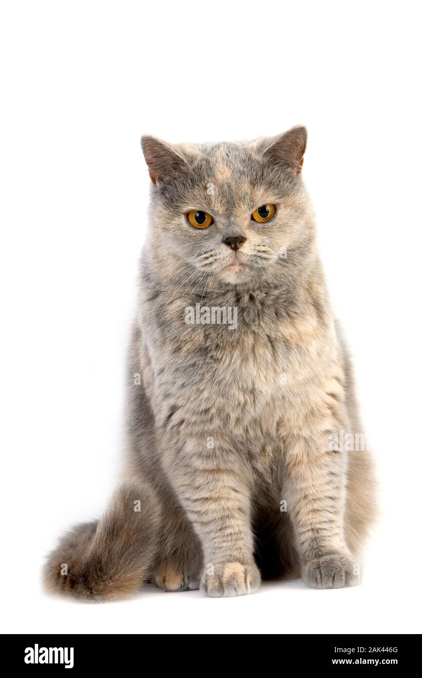 Blue Cream British Shorthair Cat Adult Female Against White