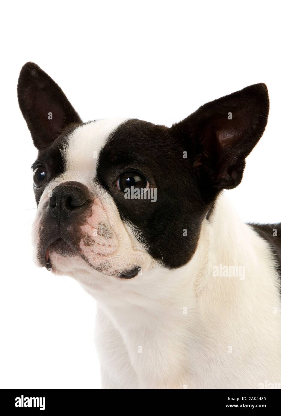 BOSTON TERRIER DOG, PORTRAIT OF FEMALE AGAINST WHITE BACKGROUND Stock ...