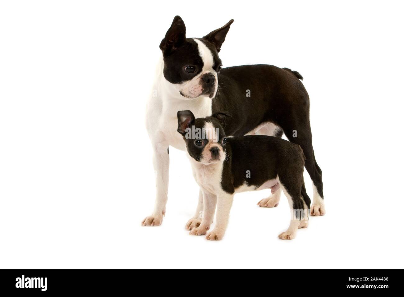 BOSTON TERRIER DOG, FEMALE WITH PUP AGAINST WHITE BACKGROUND Stock ...