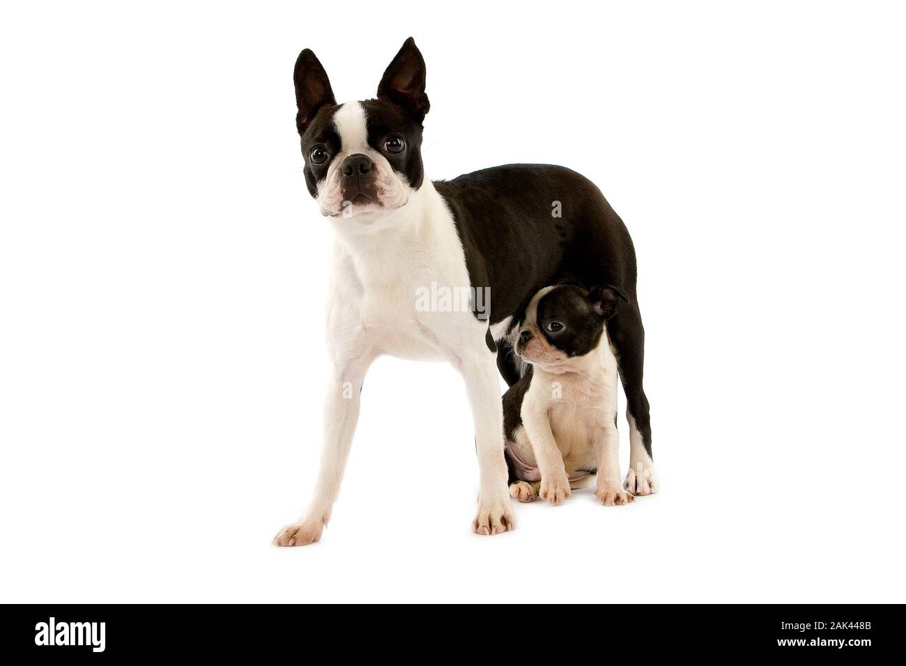 BOSTON TERRIER DOG, FEMALE WITH PUP AGAINST WHITE BACKGROUND Stock ...