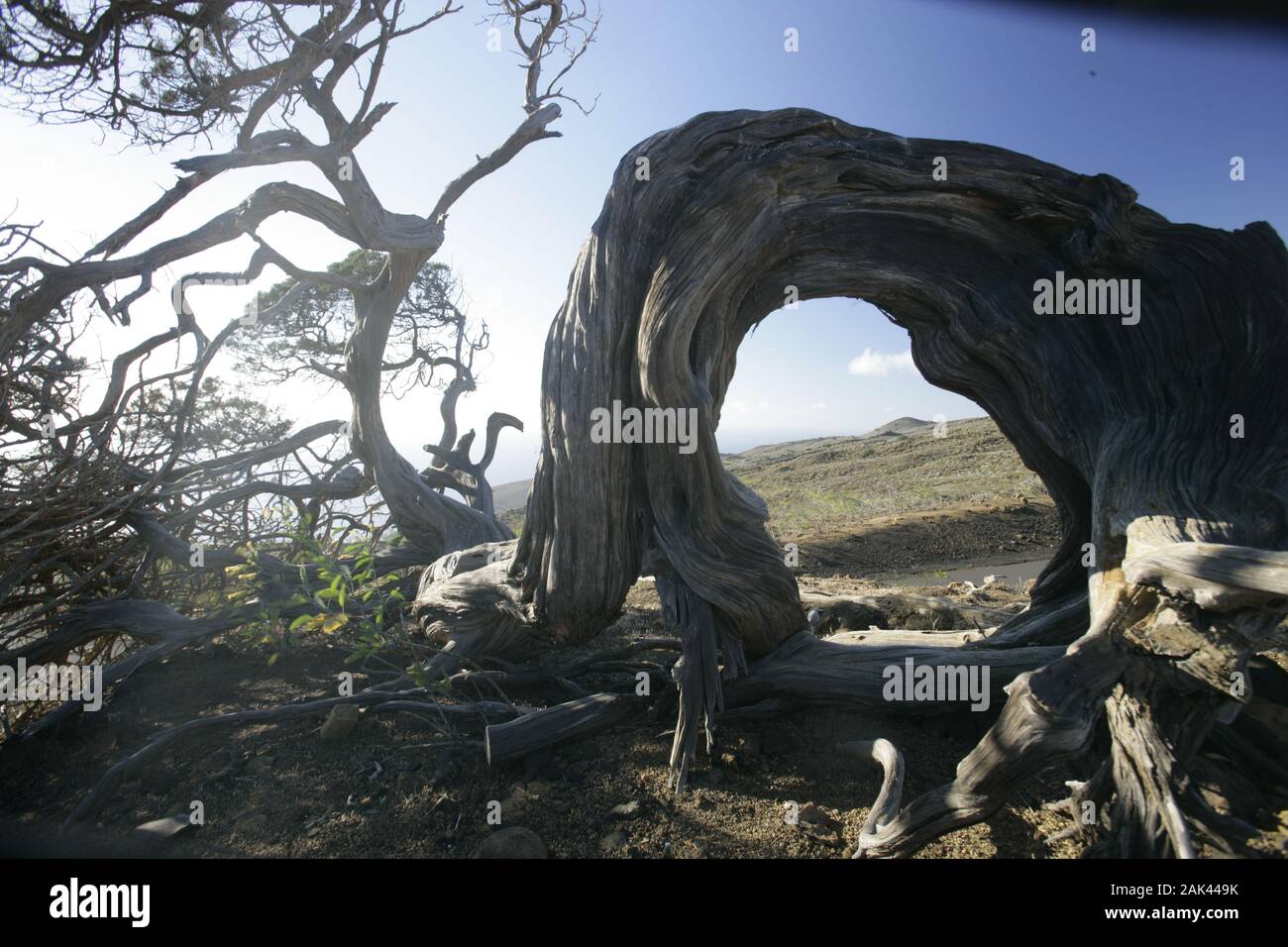 knorriger Wacholderbaum in der Nähe von El Sabinar, El Hierro, Spanien | usage worldwide Stock Photo