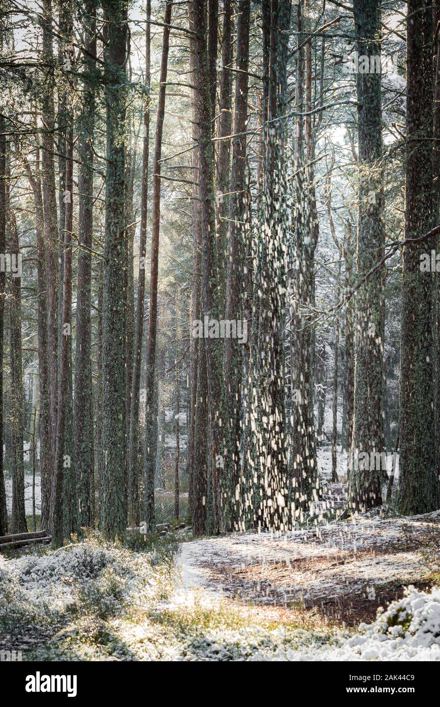 Snow falling in Abernethy Caledonian forest in the Cairngorms National Park of Scotland. Stock Photo