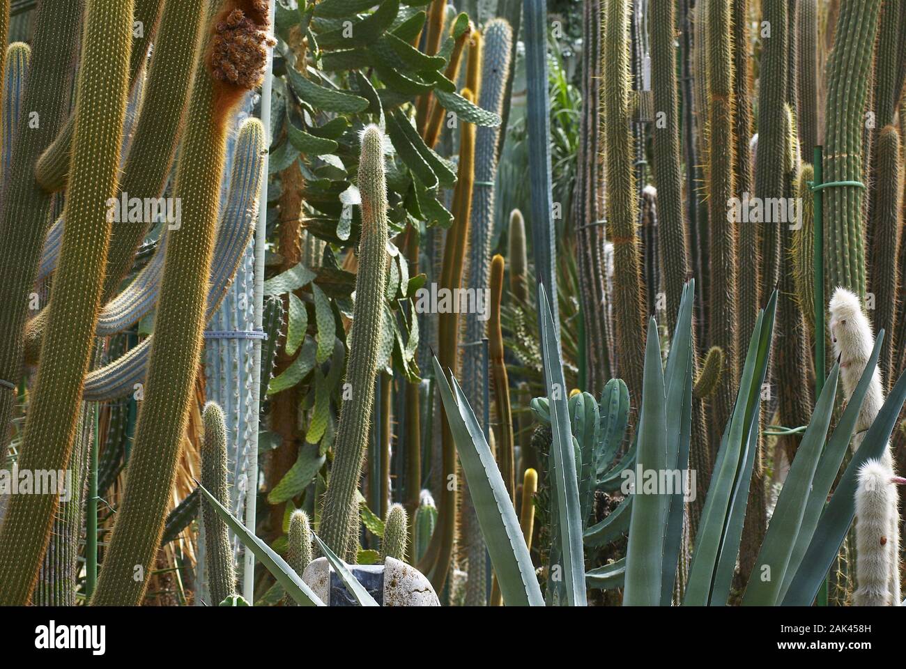 Kakteen im Botanische Garten, München usage worldwide Stock Photo Alamy