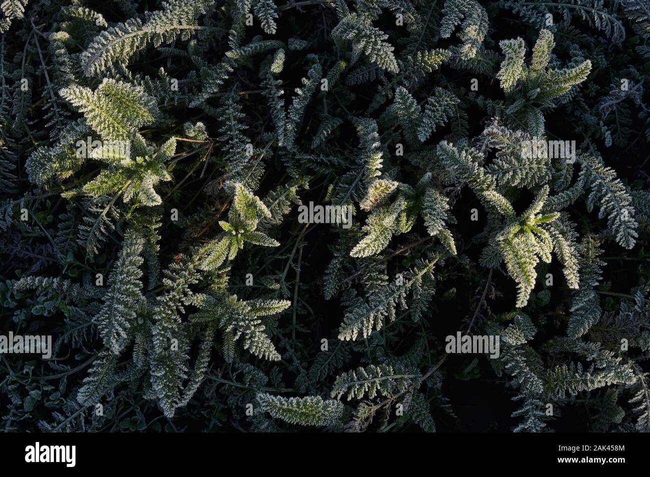 Frozen Green Leaf Background Leaves Texture Stock Photo