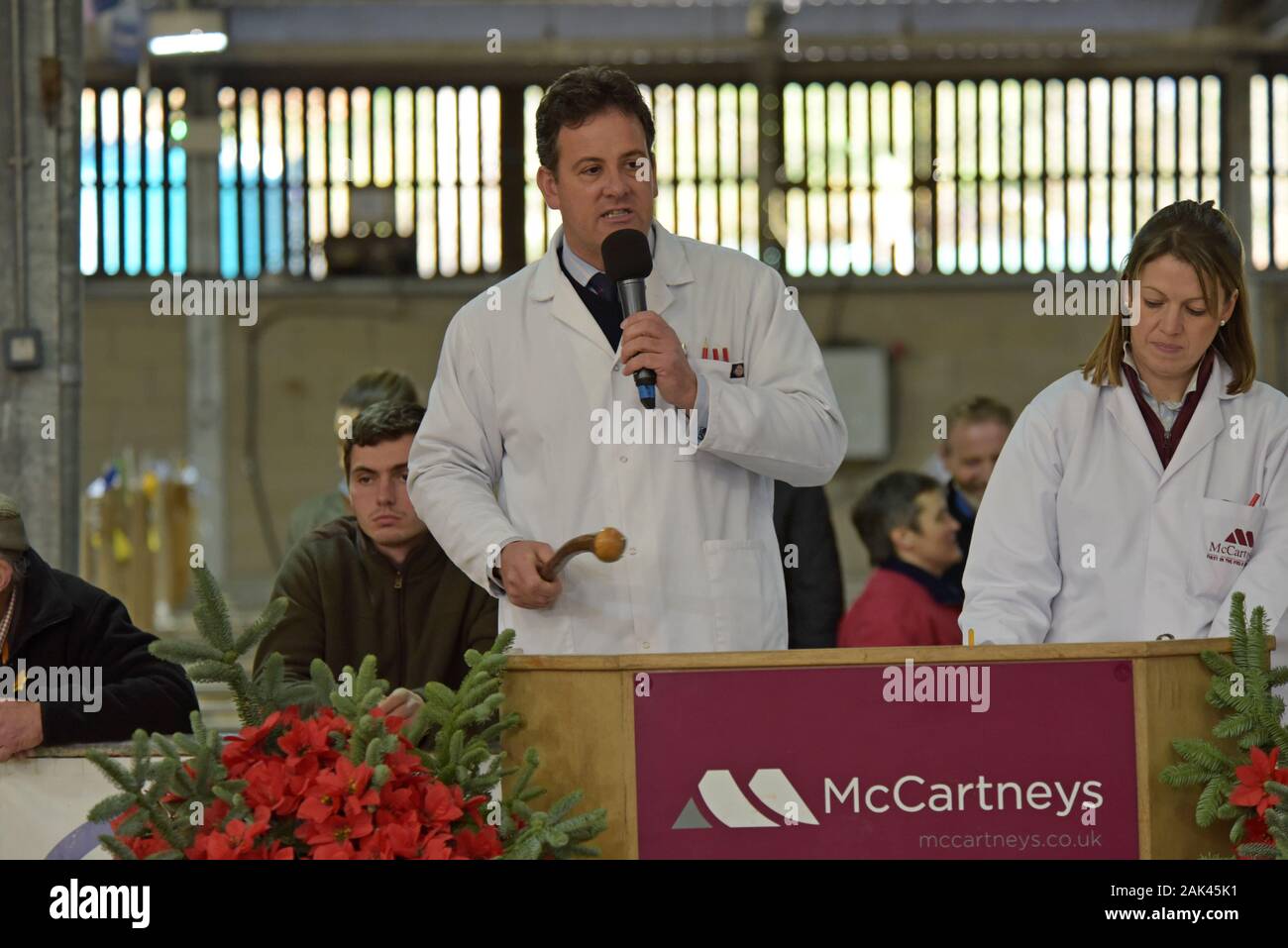 Auctioneer at the Royal Welsh Winter show 2019 selling sheep in a temporary auction ring Stock Photo