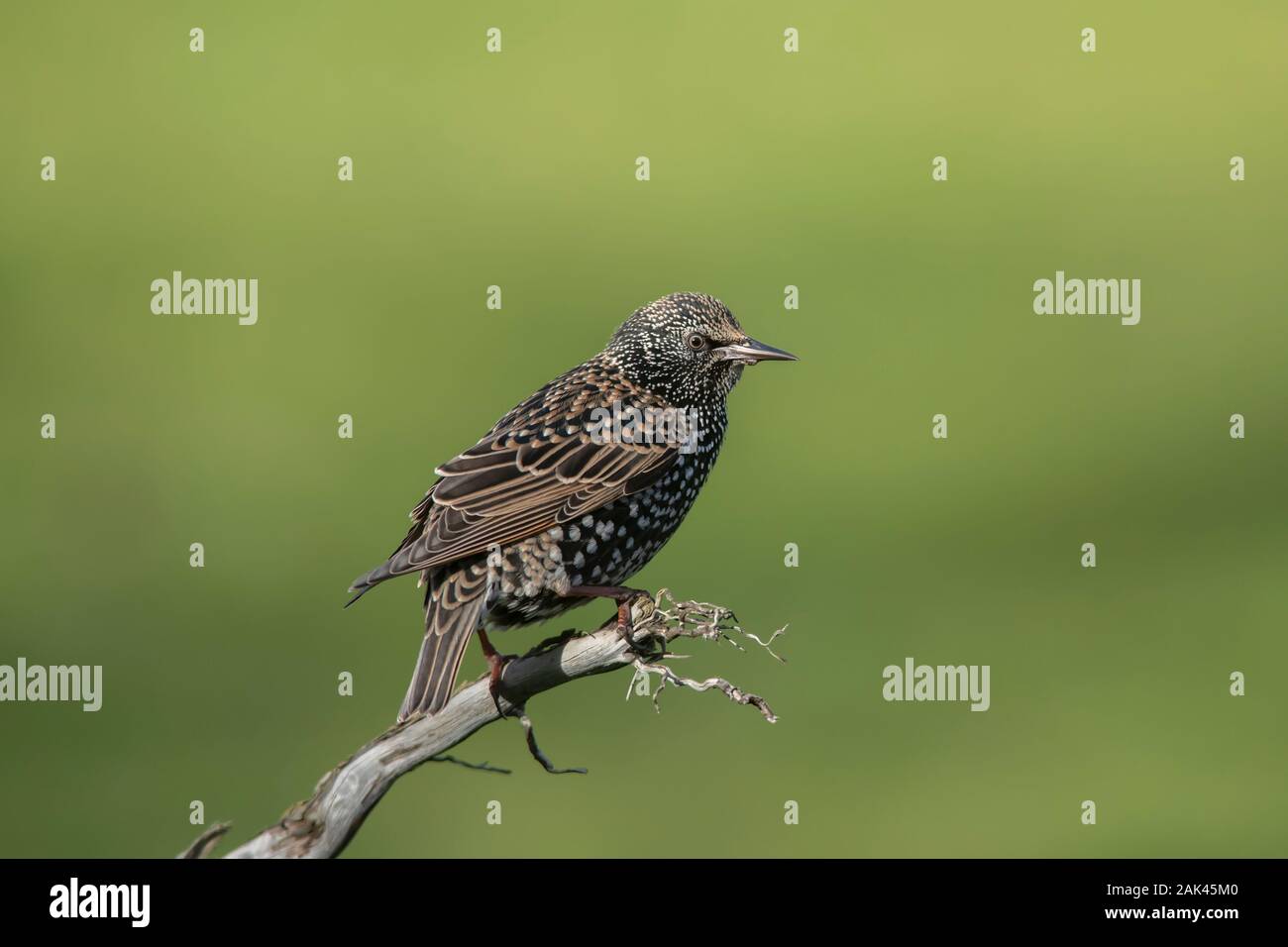 starling (Sturnus vulgaris). Bird perched on dead tree branch. Stock Photo