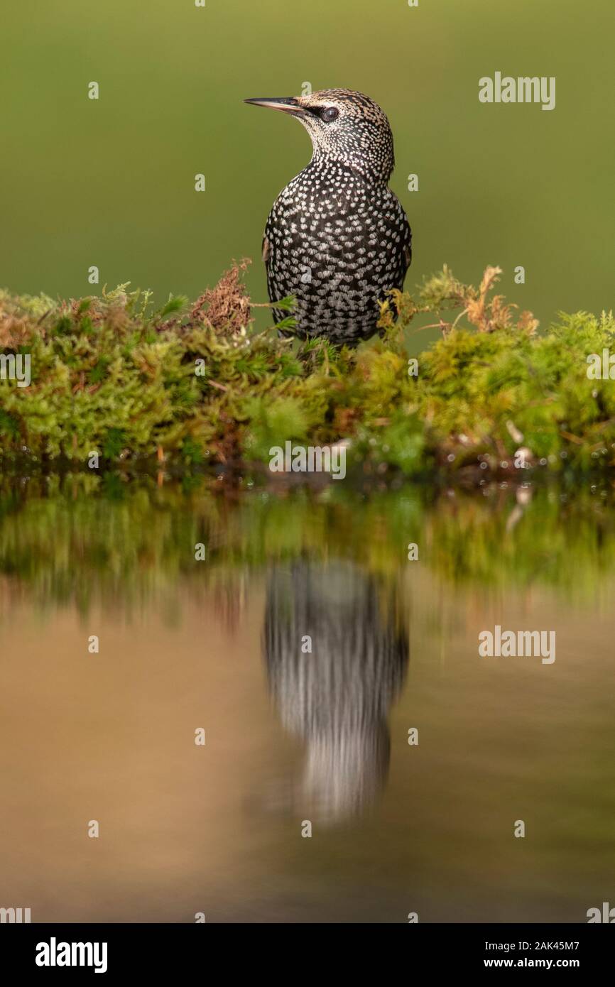 Starling (Sturnus vulgaris). Bird standing on the edge of a woodland pond with reflection in the water. Stock Photo