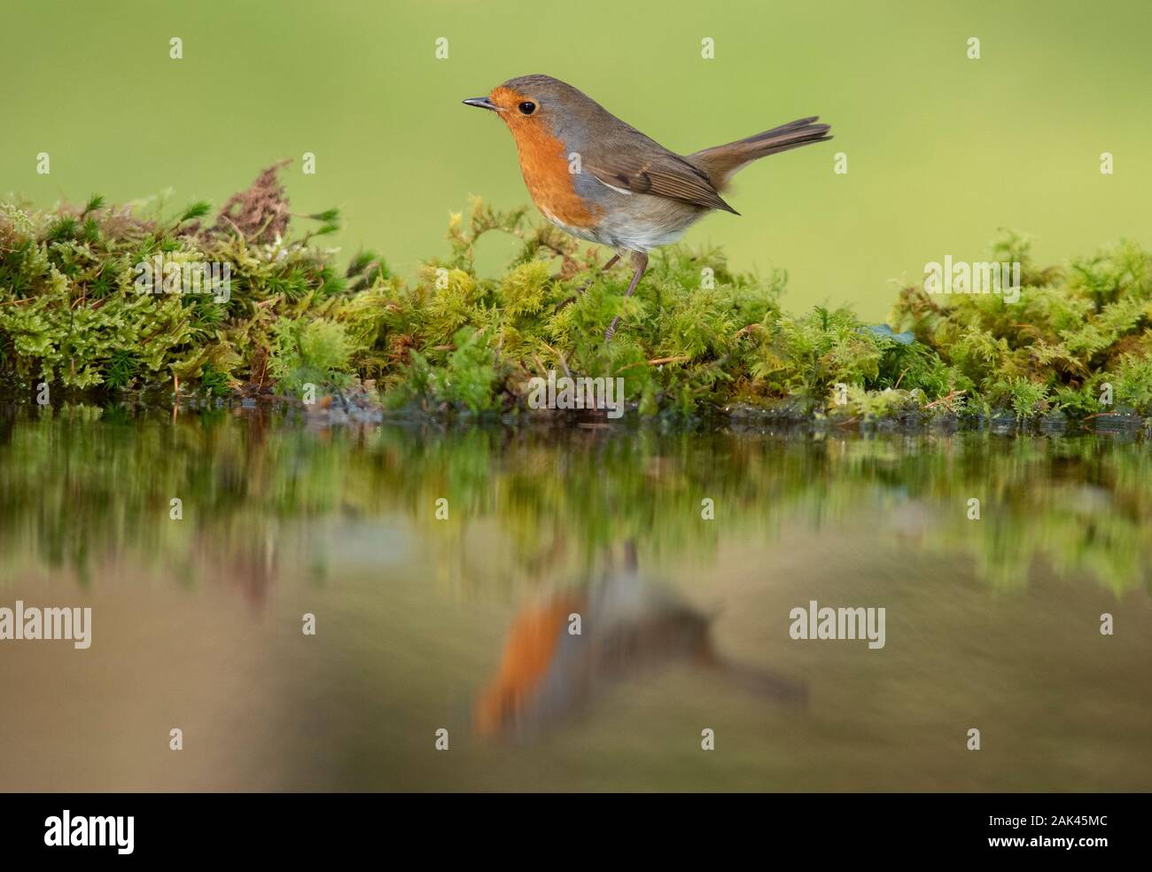 Robin (Erithacus rubecula). Bird standing at the edge of a woodland pond with reflection in the water. Stock Photo