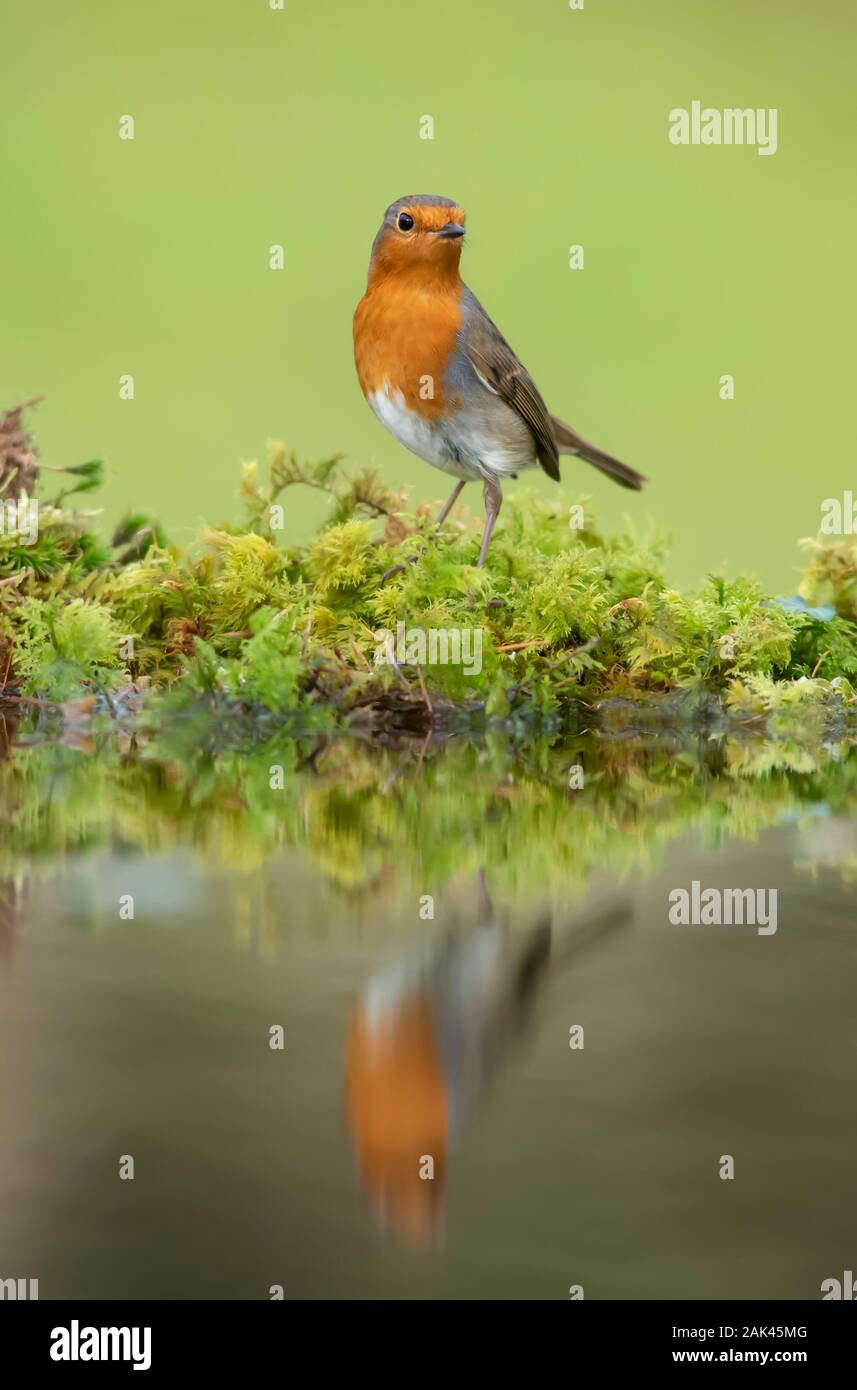 Robin (Erithacus rubecula). Bird standing at the edge of a woodland pond with reflection in the water. Stock Photo