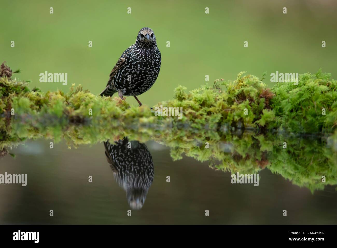 Starling (Sturnus vulgaris). Bird standing on the edge of a woodland pond with reflection in the water. Stock Photo
