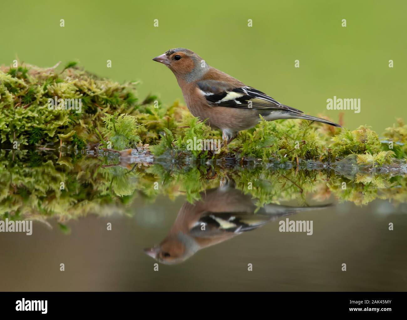 Chaffinch (Fringilla celebs). Male Chaffinch perched at the edge of a garden pond with reflection in the water. Stock Photo