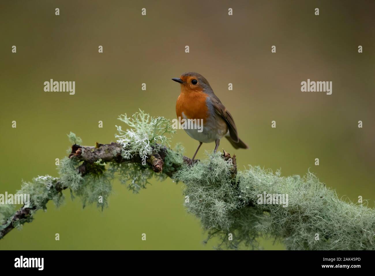 Robin (Erinaceus rubecula). Perched on tree lichen covered branch. Stock Photo