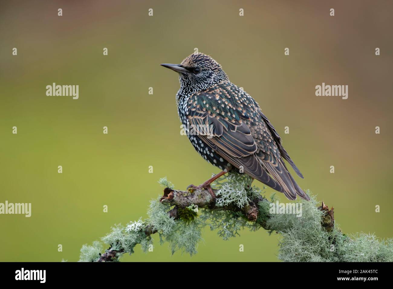 Starling (Sturnus vulgaris). Perched on lichen covered branch Stock Photo