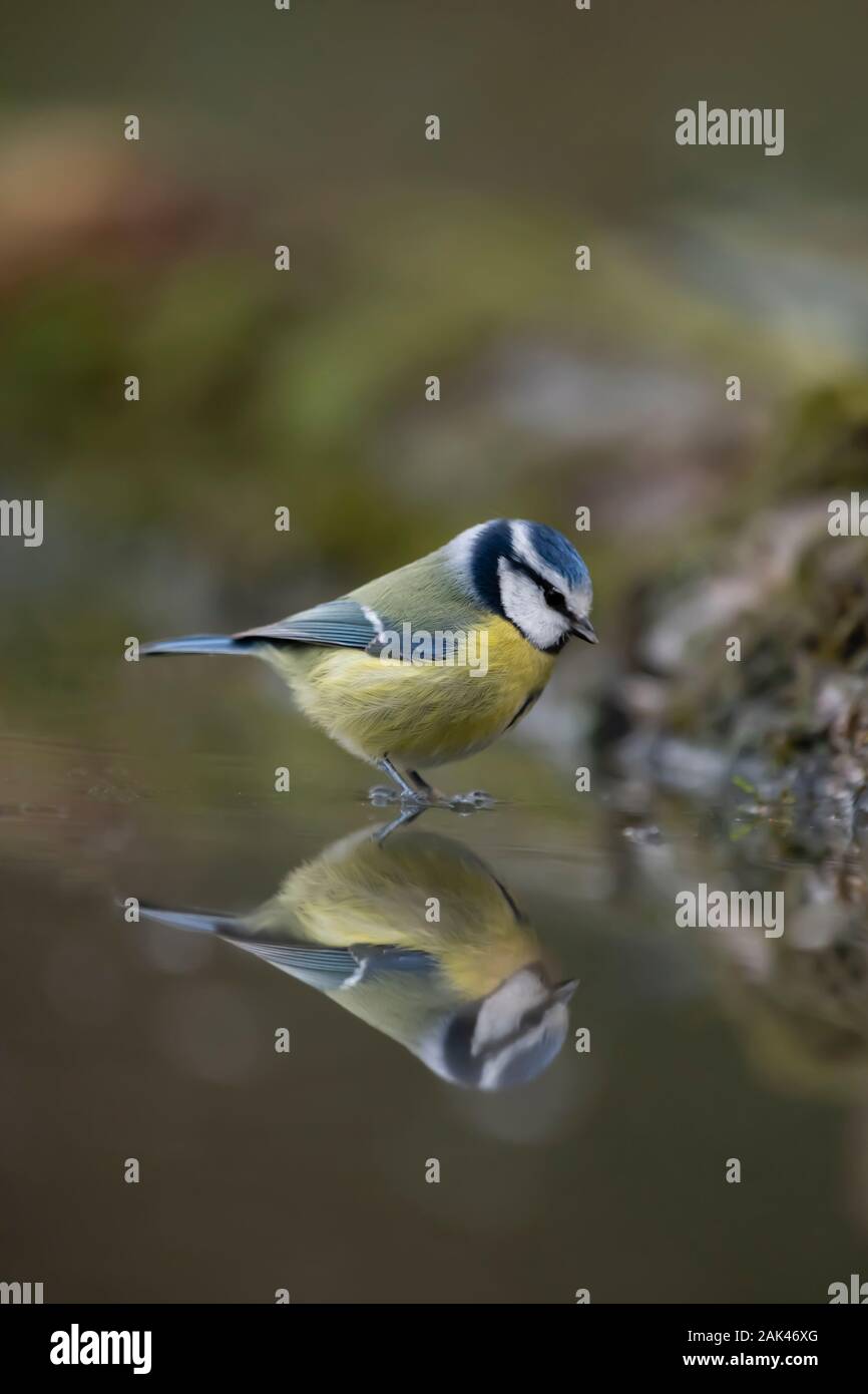Blue tit (Cyanistes caeruleus). Blue tit in winter standing on frozen pond with reflection in the ice. Stock Photo