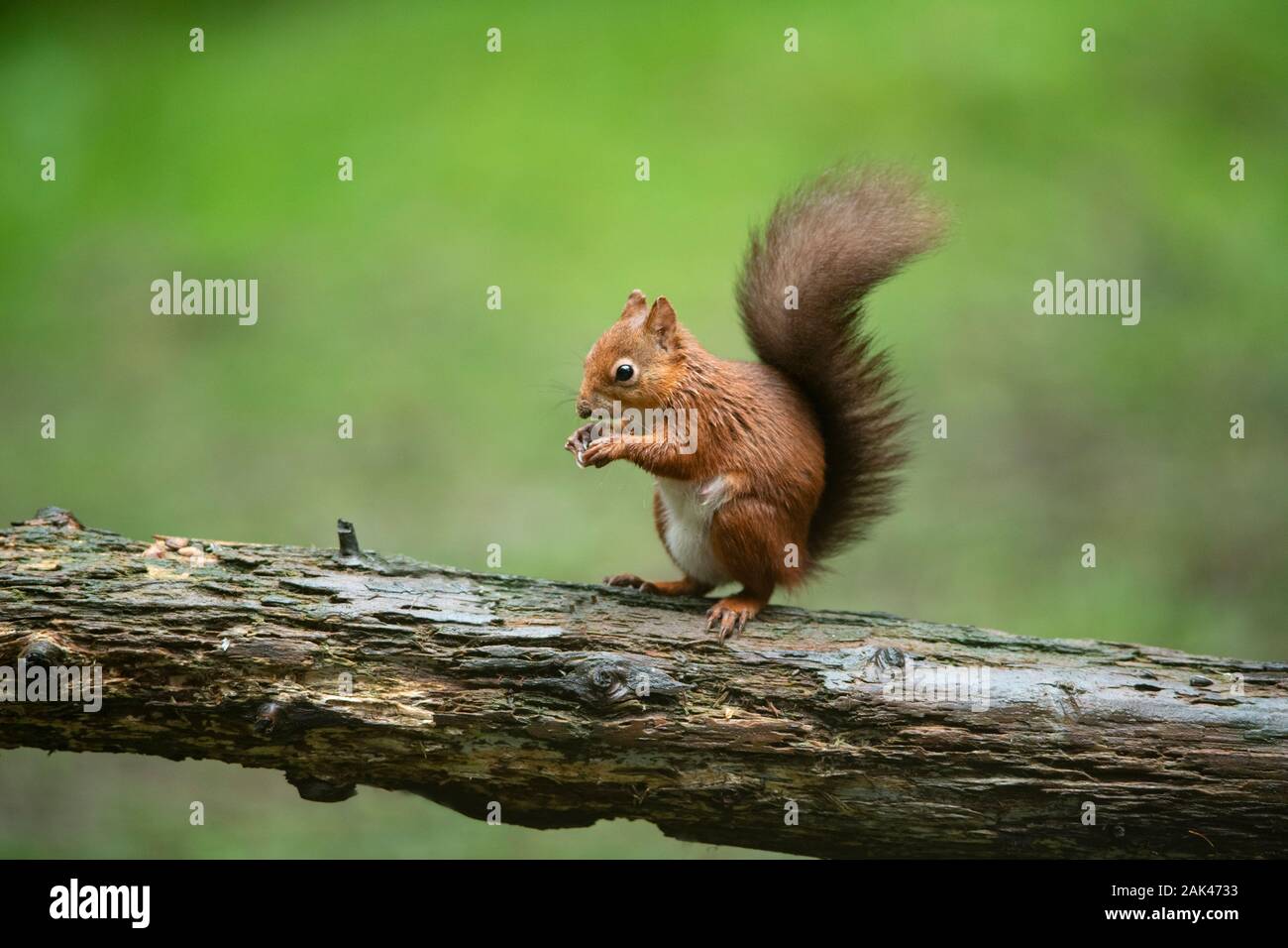 Red Squirrel - Sciurus vulgaris on fallen tree in woodland Stock Photo