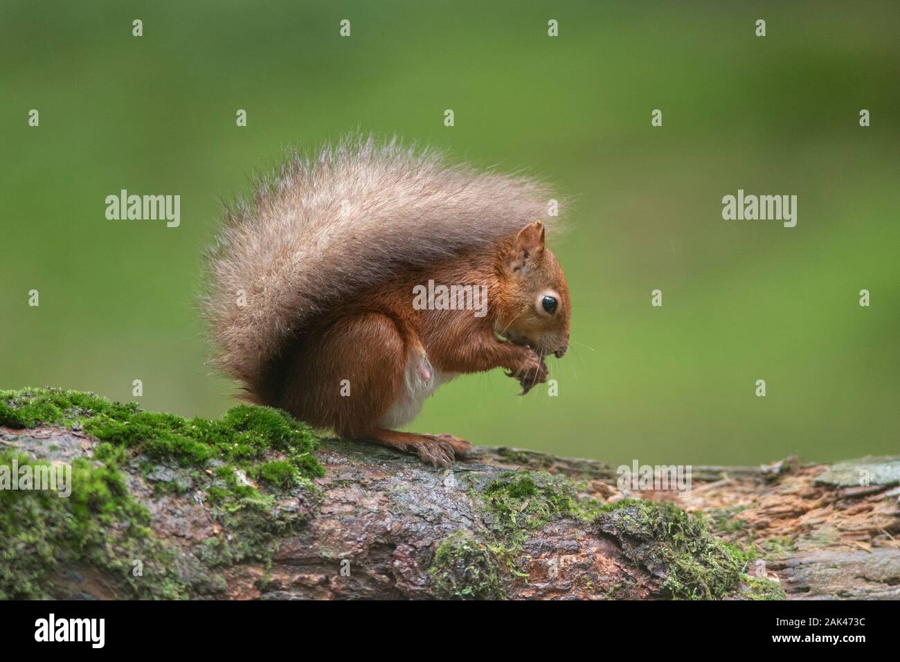 Red Squirrel - Sciurus vulgaris on fallen tree in woodland Stock Photo