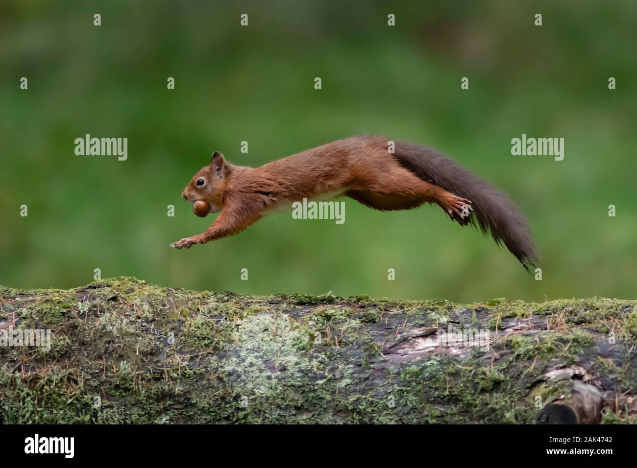 Red Squirrel (Sciurus vulgaris). Squirrel in mid leap running along fallen tree with food. Stock Photo