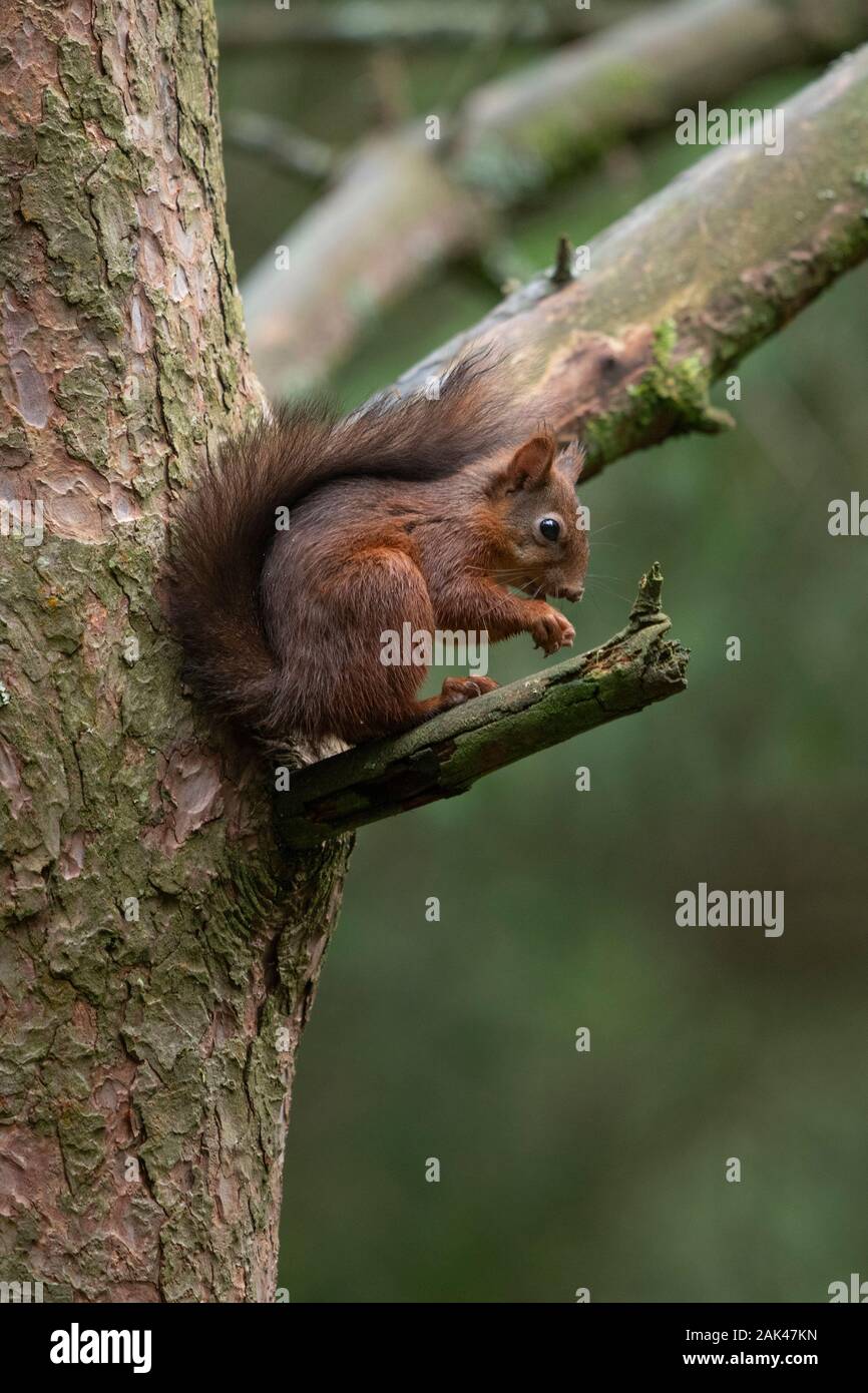 Red Squirrel - Sciurus vulgaris sitting in pine tree in forest. Stock Photo