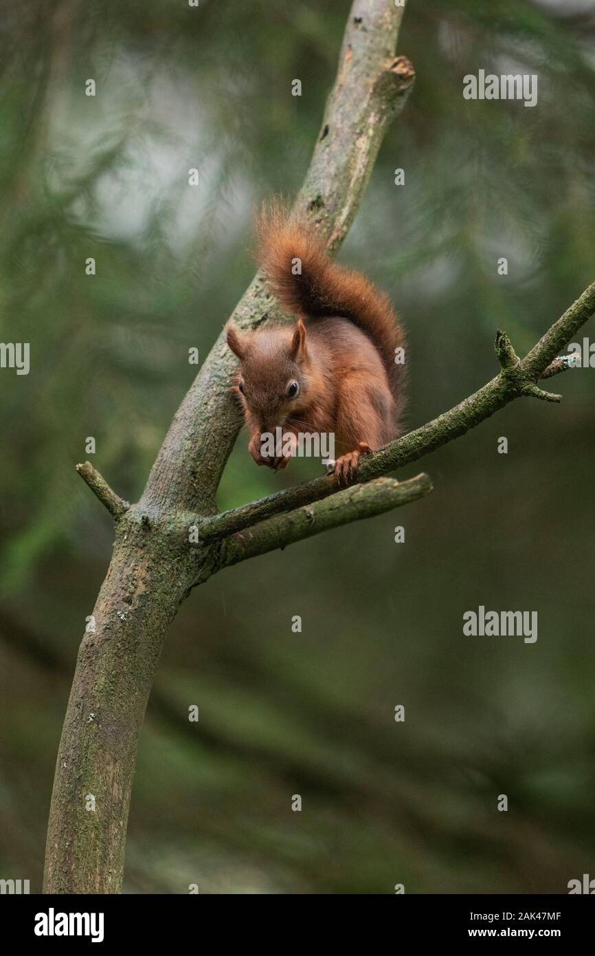 Red Squirrel (Sciurus vulgaris). perched in tree. Stock Photo