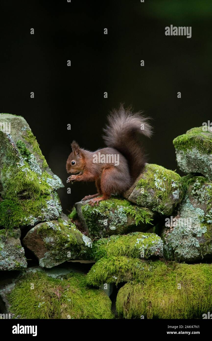 Red Squirrel - Sciurus vulgaris sitting on old moss covered dry stone wall Stock Photo