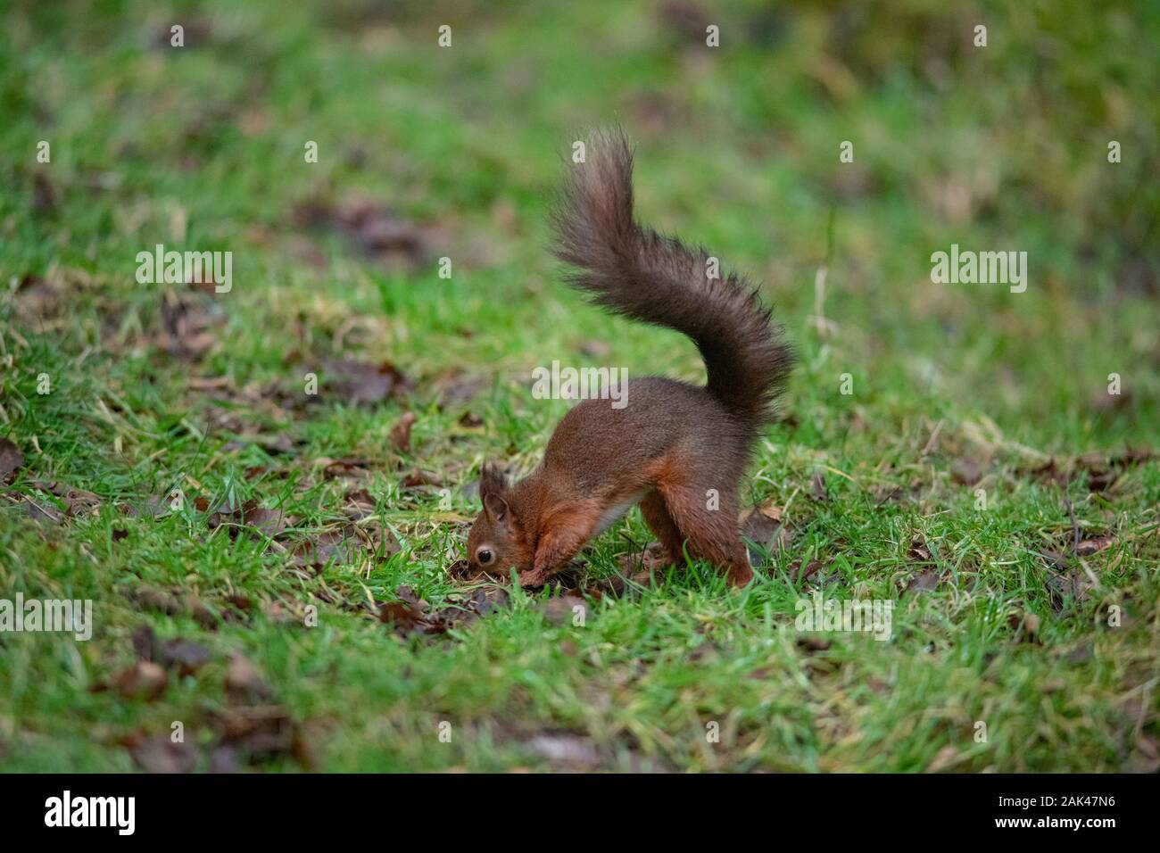 Red Squirrel - Sciurus vulgaris burying food on woodland floor Stock Photo
