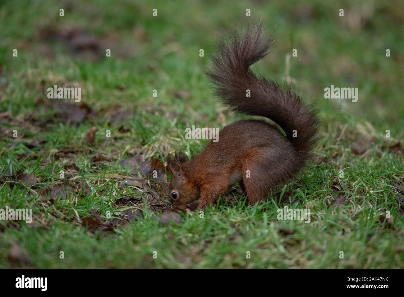 Red Squirrel - Sciurus vulgaris burying food on woodland floor Stock Photo