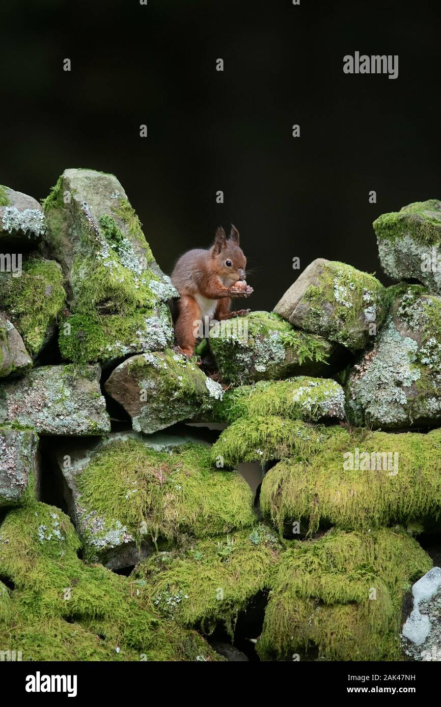 Red Squirrel - Sciurus vulgaris sitting on old moss covered dry stone wall Stock Photo