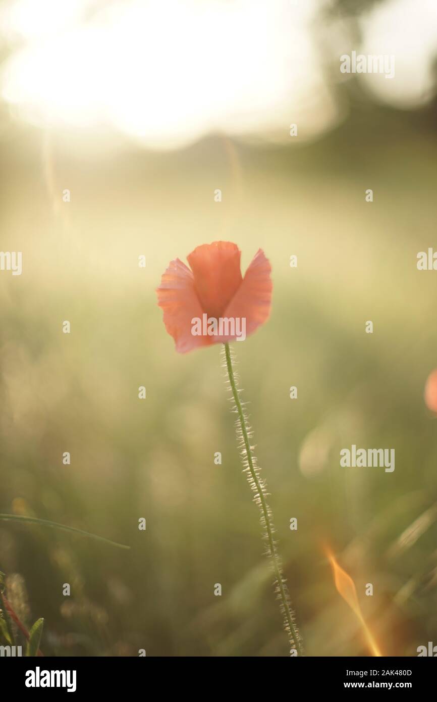 Poppy flower in field sun hi-res stock photography and images - Alamy