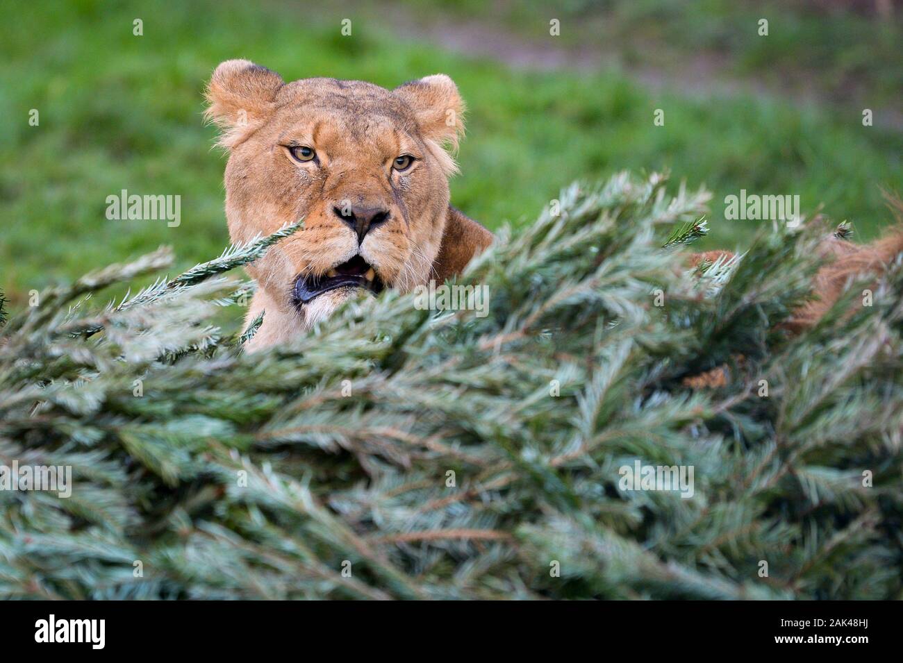 A lion rests by a recycled Christmas tree in the lion enclosure at Noah's Ark Zoo Farm, Wraxall, Somerset, where people are encouraged to donate their old Christmas trees to be used for the zoo animals enrichment and enjoyment. Stock Photo